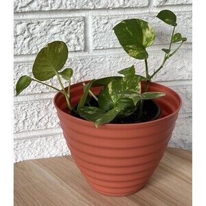 Ribbed Plastic Planter Flower Pot Orange Round Cone Shape Pop Out Draining Holes